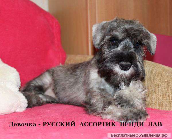 Щенки Цвергшнауцера окраса перец с солью