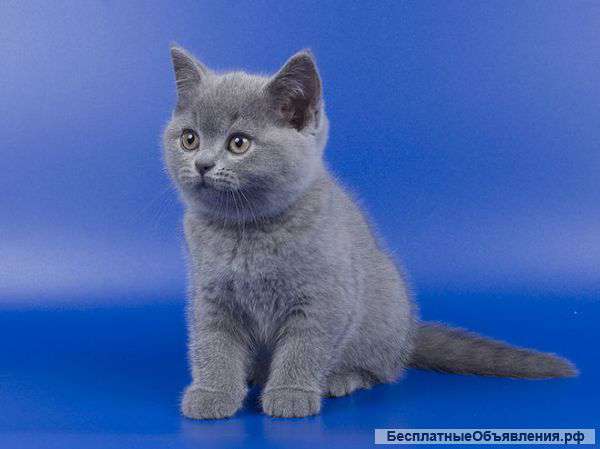 Британских котят
