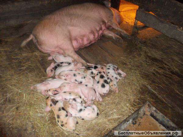 Поросята свиньи