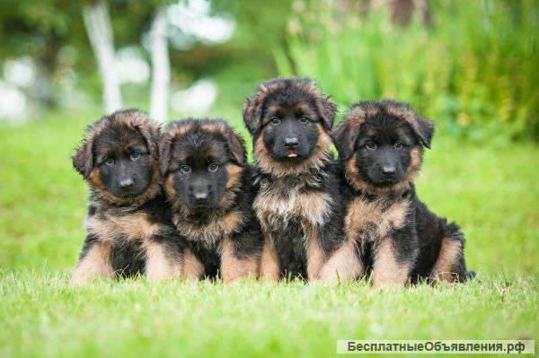 Внуки Омена