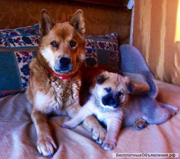 Отдадим щенят даром в хорошие руки