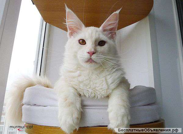 Котята мейн-кун из питомника