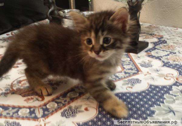 Отдам котенка,девочка, рожд. 05.06, полосатая, на счастье