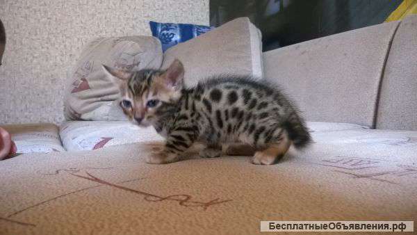 Бенгальских котят