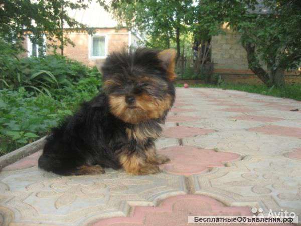 Йорики,не дорого