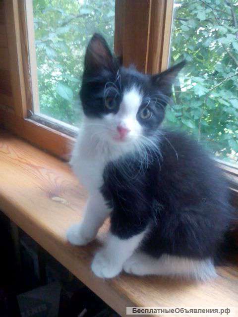 Котик