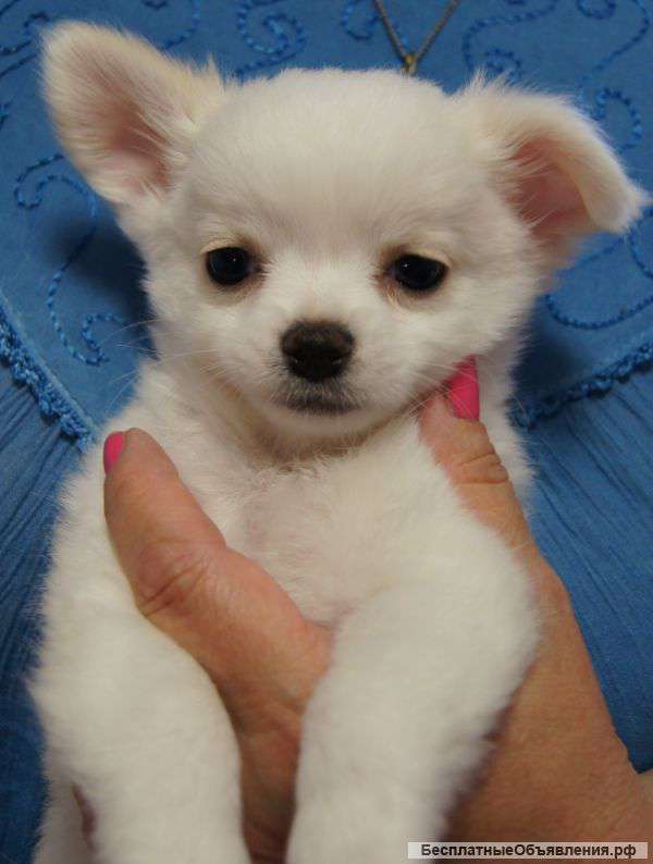 Щенки породы чихуахуа