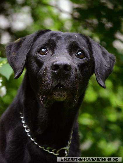 Лабрадор Найт, позитивный и добрый мальчишка, в дар