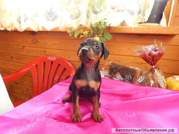 Щенки карликового пинчера