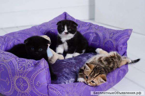 Шотландские котята с подарком)