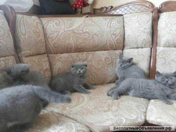 Шотландские котята