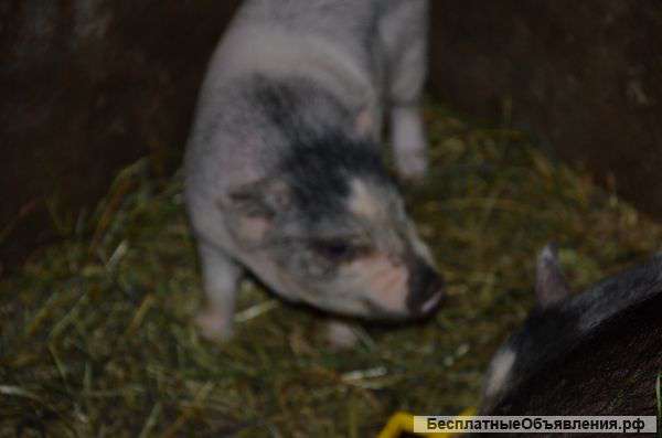 Куры, поросята