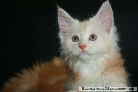 Удивительный и пушистый кот Мейн Кун