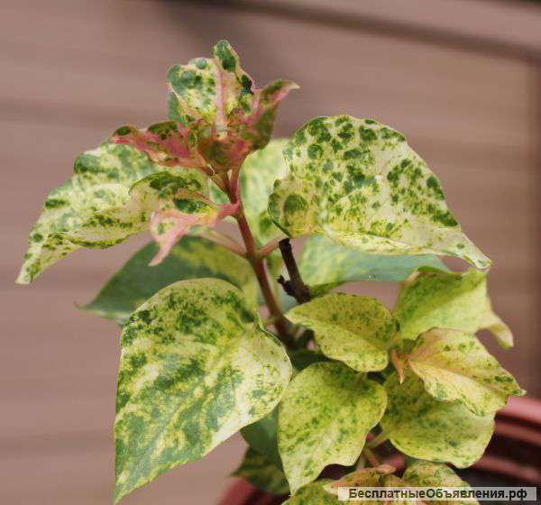 Саженцы сирени Aucubaefolia (Аукобифолия )