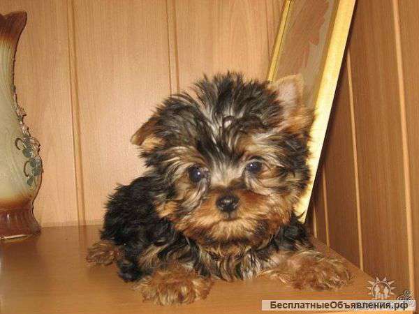 Красивые мальчишки йоркширского терьера НЕ ДОРОГО