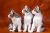 Котят породы Норвежская Лесная
