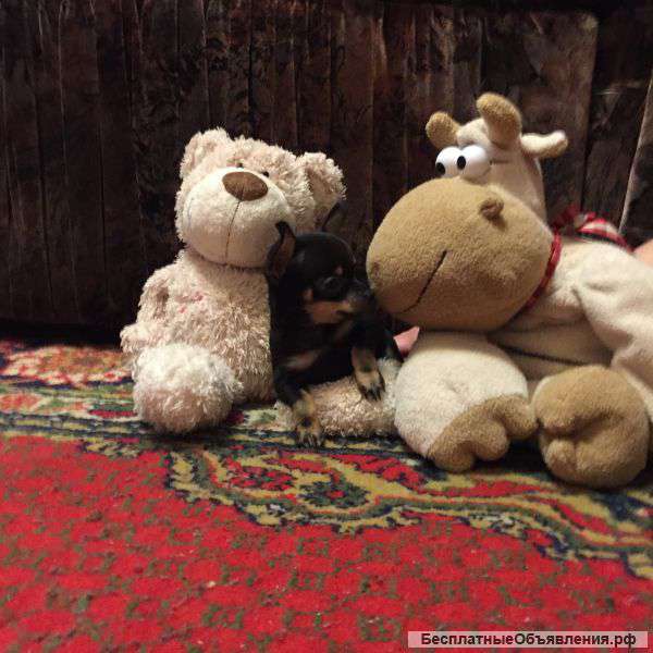 Щенок той терьер