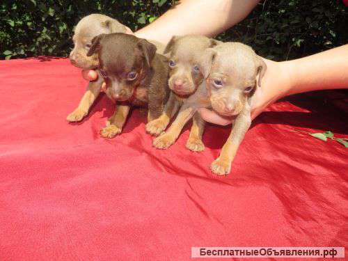 Щенки Русского тоя к/п, л/п, ч/п, с док РКФ