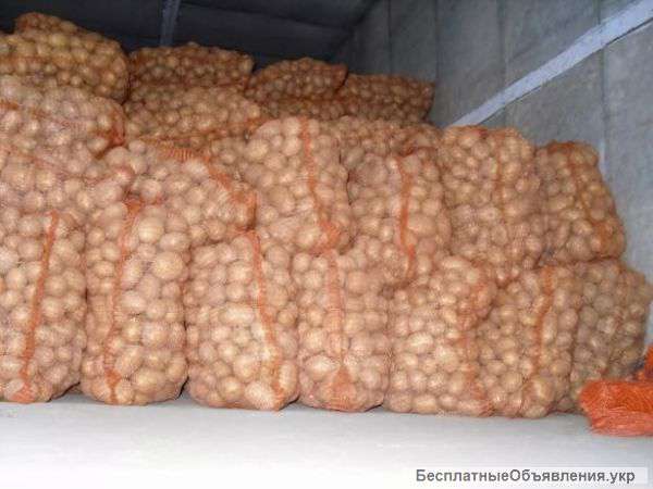 Картофель оптом от 2 грн/кг