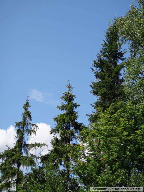 15 соток СНТ Лесное