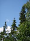 15 соток СНТ Лесное