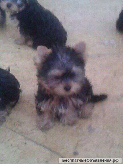 Щенки йоркширского терьера