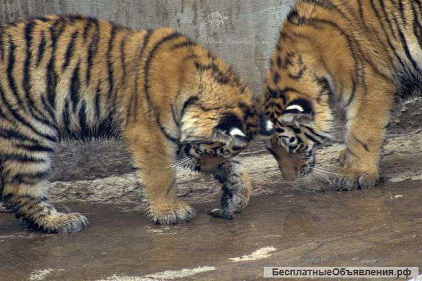 Ижевский зоопарк