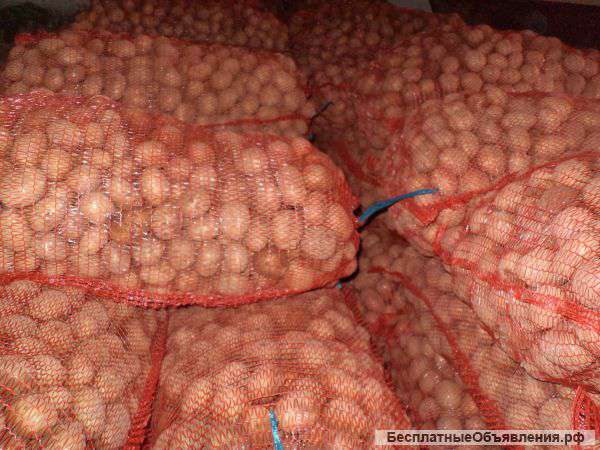 Картофель оптом от Производителя