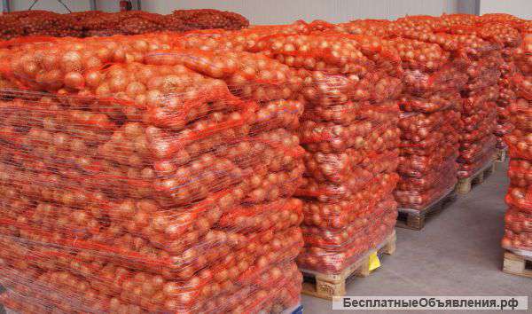 Лук оптом от Производителя