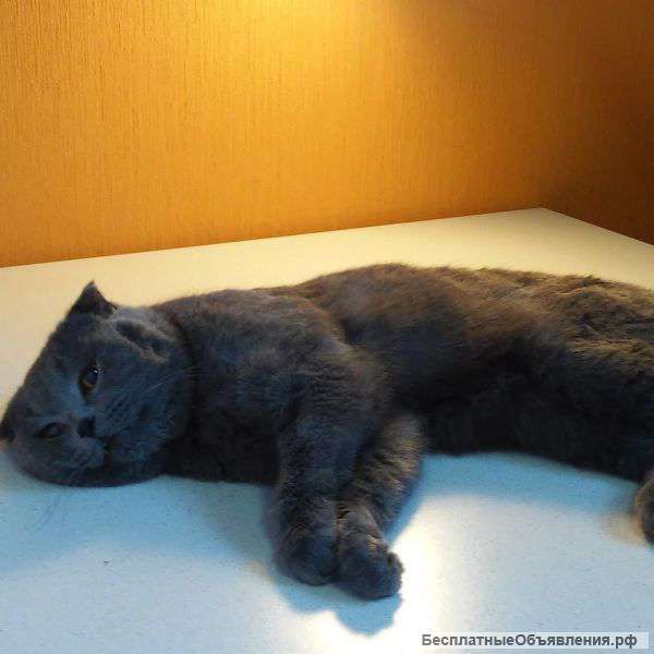 Кастрация котов и кошек
