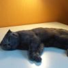 Кастрация котов и кошек