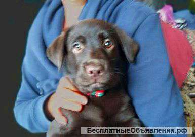 Щенки лабрадора ретривера