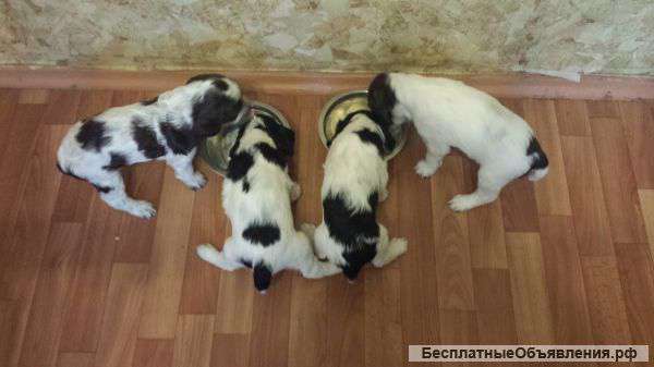 Щенков Русского Охотничьего Спаниеля