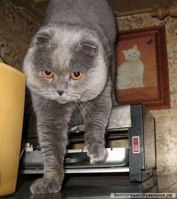 Шотландский вислоухий котик для вязки