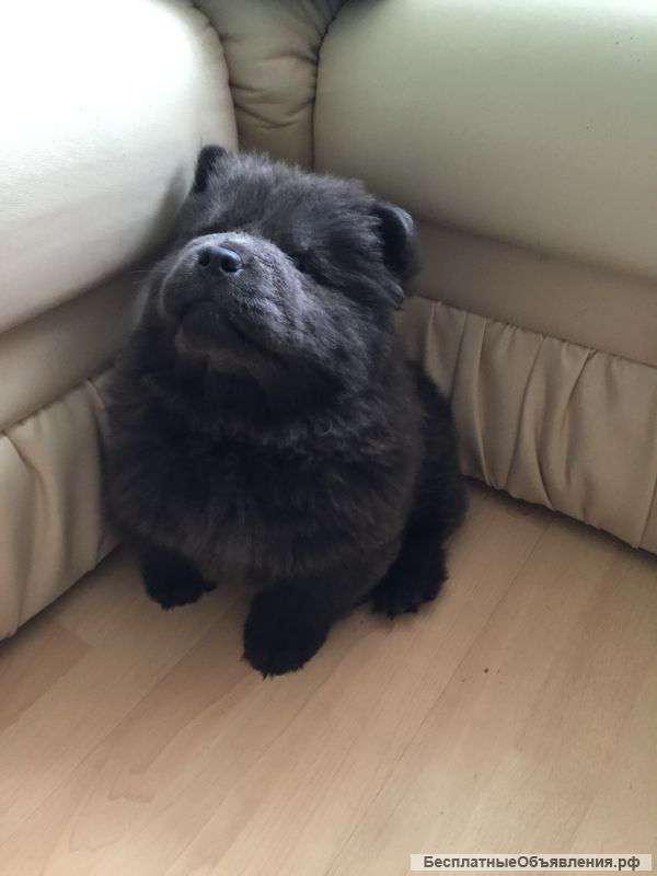 Очаровашка