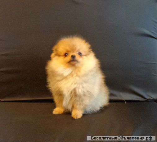 Подрощенная девочка померанского шпица