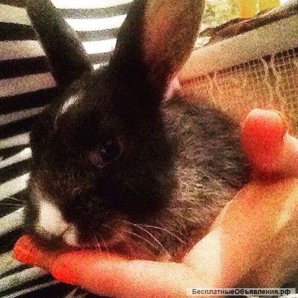 Кролик ищет новых хозяев
