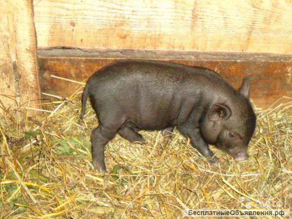 Вьетнамские веслобрюхие поросята