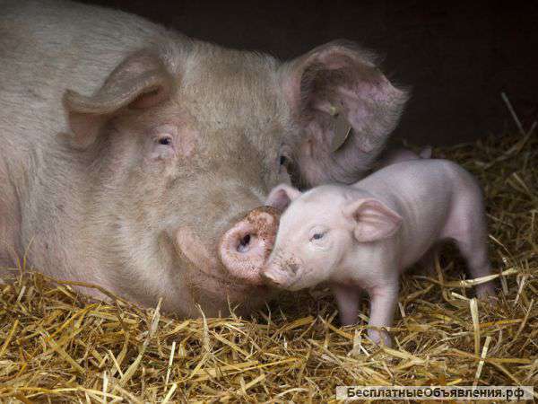 Поросята