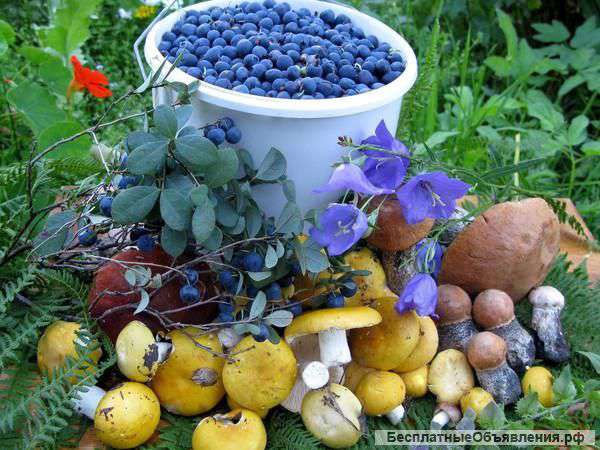 Ягода, Грибы, Кедровый орех