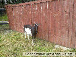 Альпийская коза