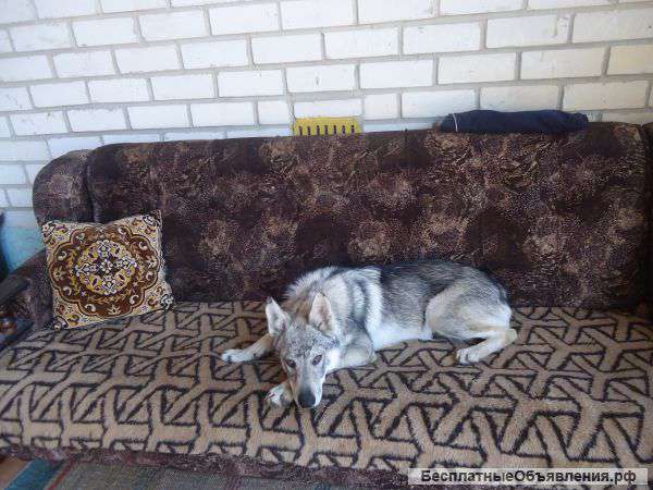 Чехословацкая волчья собака