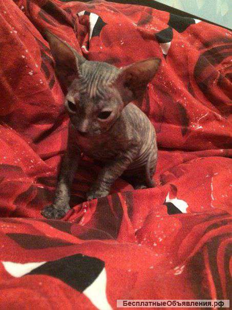 Котята сфинкса