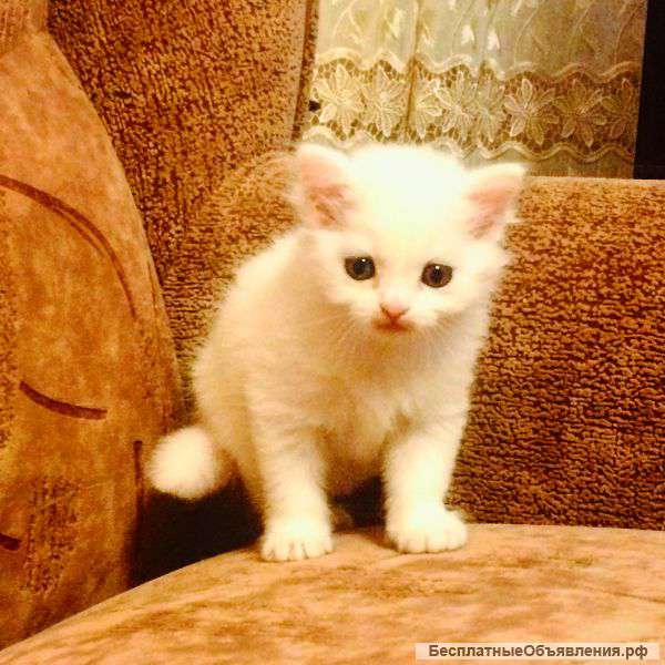 Белый пушистый котенок в хорошие руки