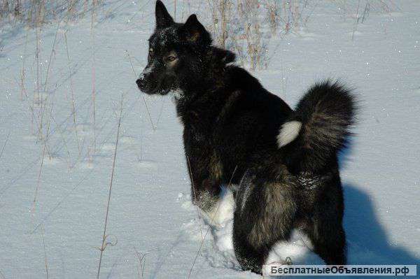 Восточно-сибирских лаек