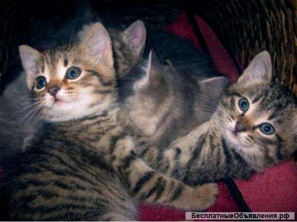 Чудо-котики