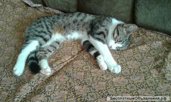 Маленькое чудо ищет дом