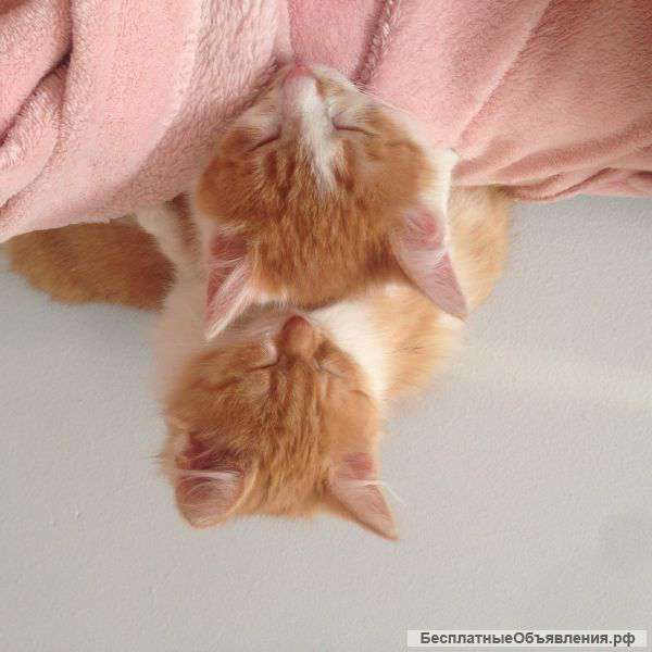 Отдам рыженьких котят