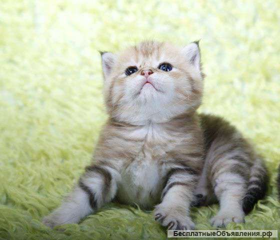 Британские котята драгоценных окрасов