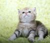 Британские котята драгоценных окрасов